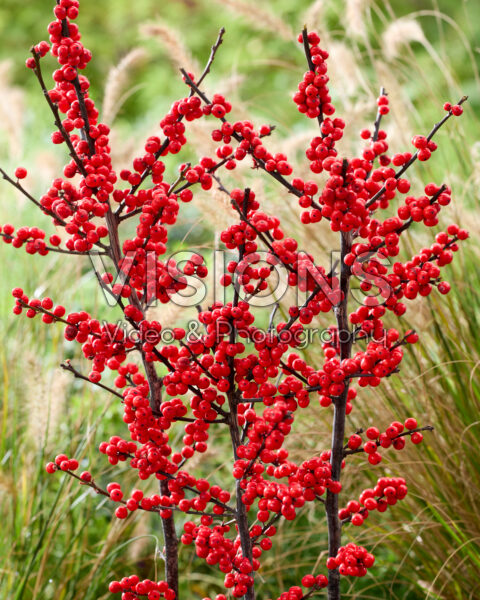 Ilex verticillata