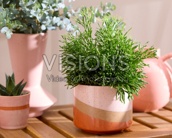 Rhipsalis