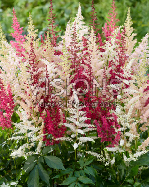 Astilbe gemengd