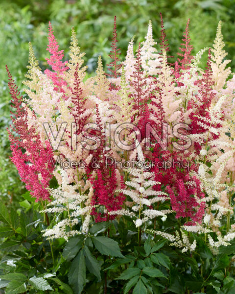 Astilbe mixed