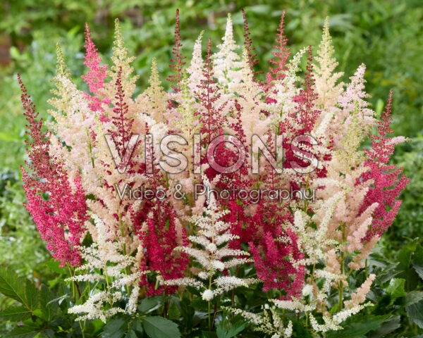 Astilbe gemengd