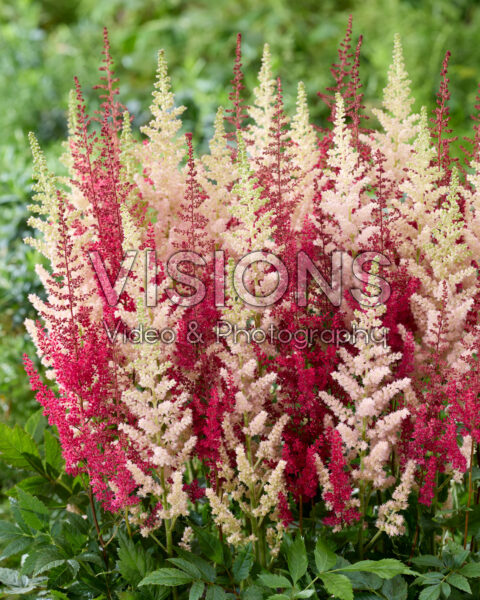 Astilbe Paul Gaarder, Vision Inferno