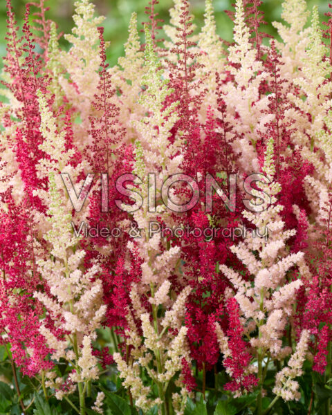 Astilbe Paul Gaarder, Vision Inferno