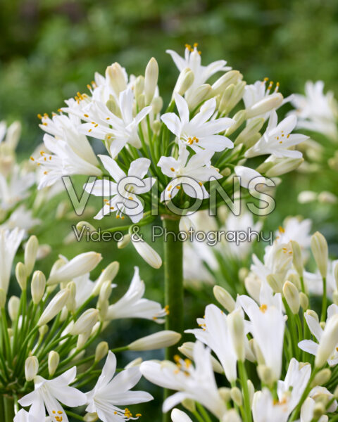 Agapanthus white