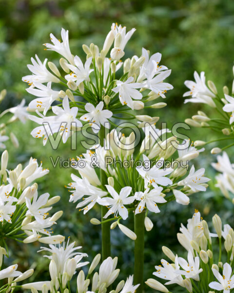 Agapanthus white Agapanthus white