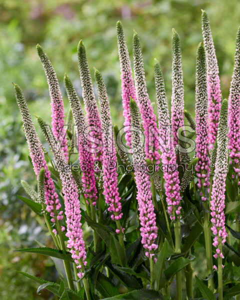 Veronica Clea Roswitha