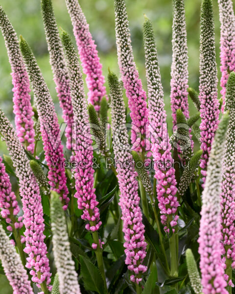 Veronica Clea Roswitha