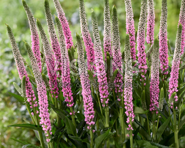 Veronica Clea Roswitha