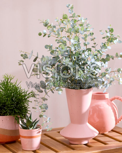 Eucalyptus gunnii Eucalyptus gunnii