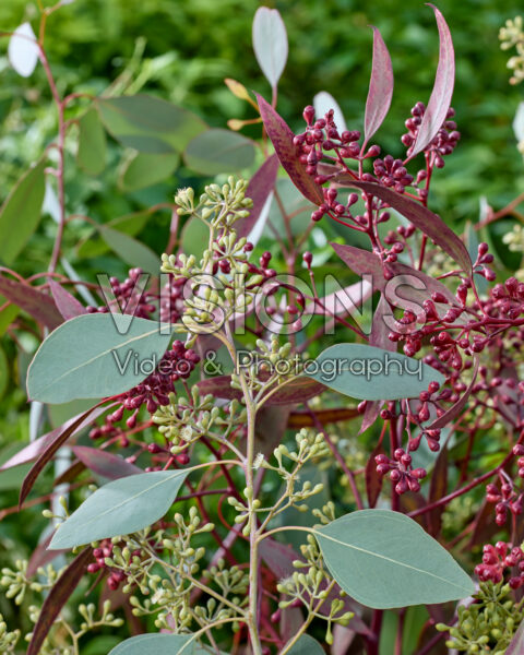 Eucalyptus populus Grain, Grain Red Eucalyptus populus Grain, Grain Red