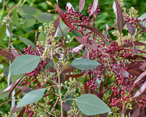 Eucalyptus populus Grain, Grain Red
