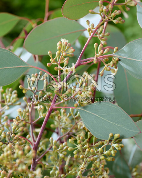 Eucalyptus populus Grain