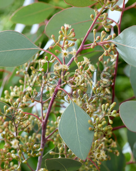 Eucalyptus populus Grain