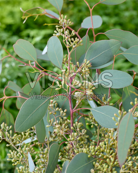 Eucalyptus populus Grain