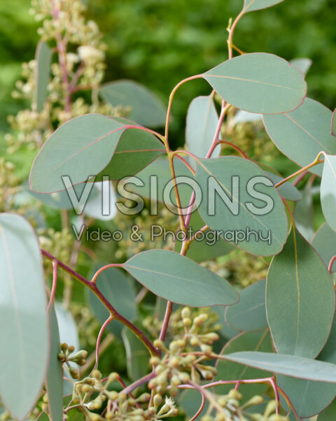Eucalyptus populus Grain