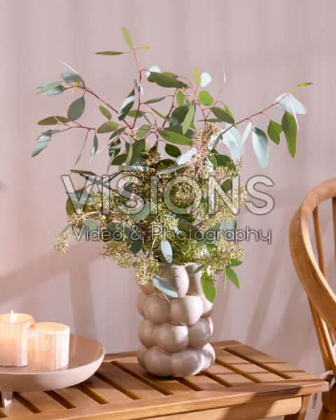 Eucalyptus populus Grain