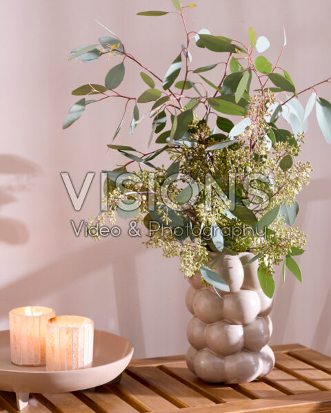 Eucalyptus populus Grain