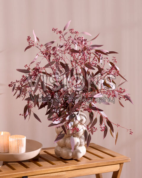 Eucalyptus populus Grain Red