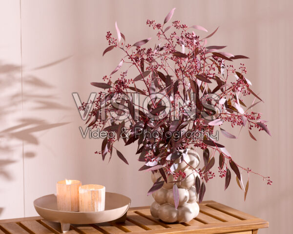 Eucalyptus populus Grain Red