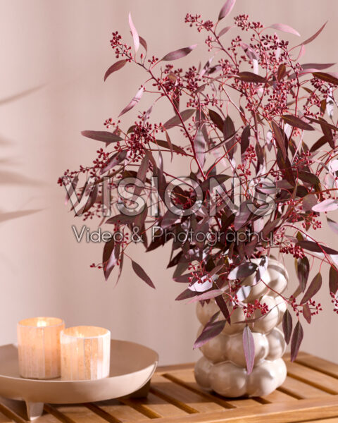 Eucalyptus populus Grain Red