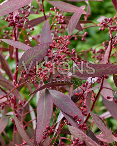 Eucalyptus populus Grain Red Eucalyptus populus Grain Red
