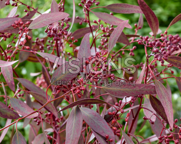 Eucalyptus populus Grain Red