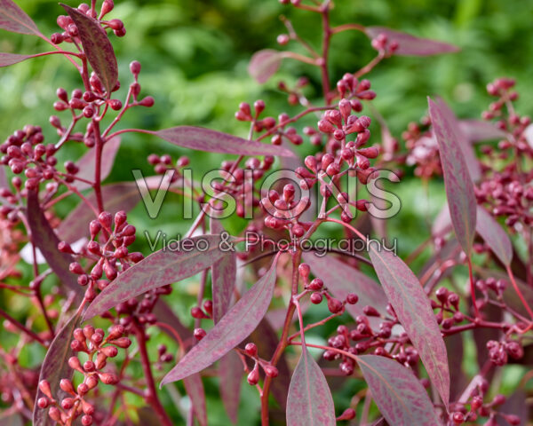Eucalyptus populus Grain Red