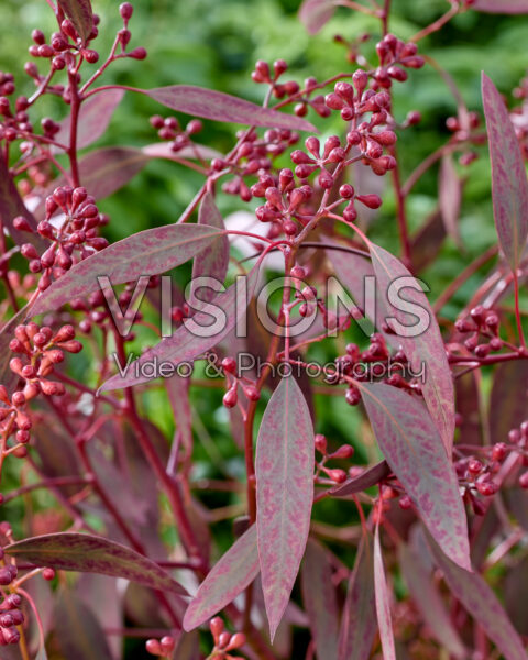 Eucalyptus populus Grain Red