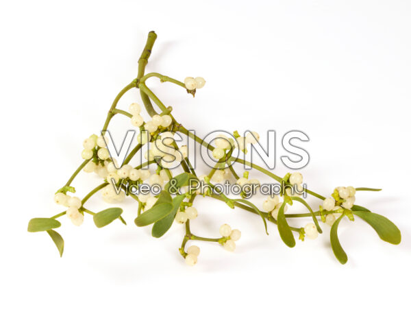 Mistletoe, Viscum album Mistletoe, Viscum album