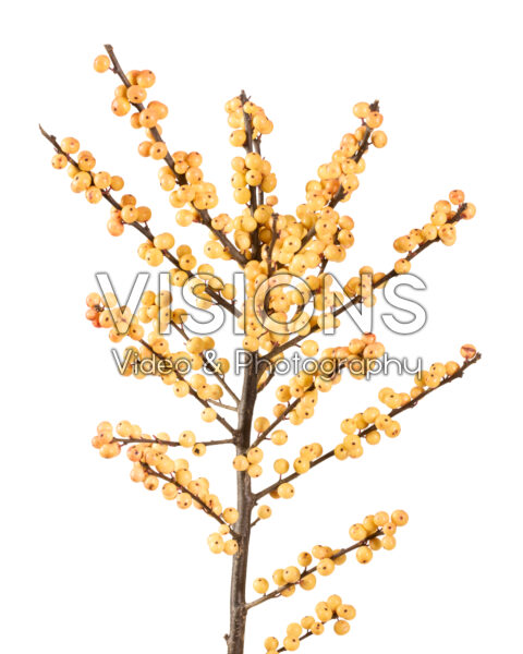 Ilex verticillata Cresgold