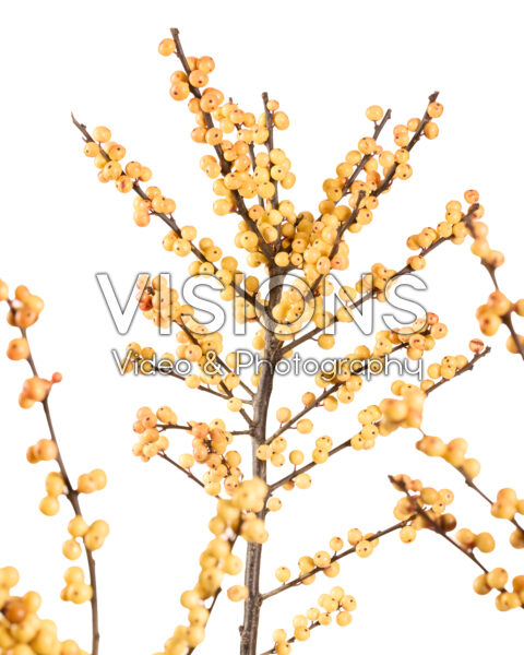 Ilex verticillata Cresgold