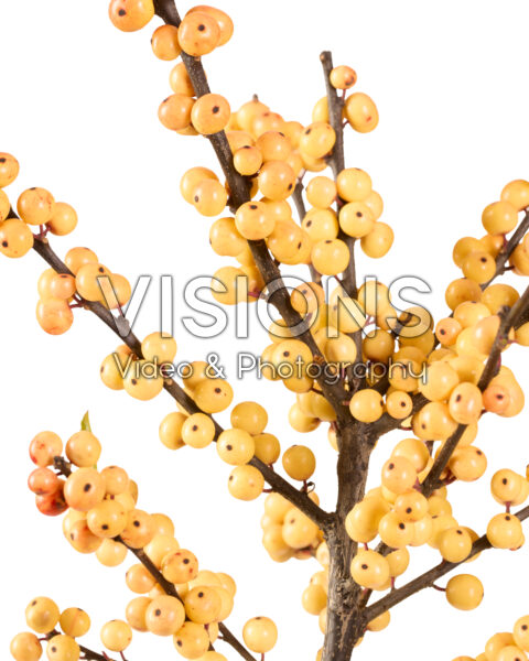 Ilex verticillata Cresgold