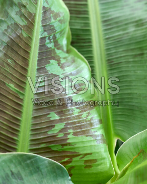 Ensete ventricosum Ensete ventricosum