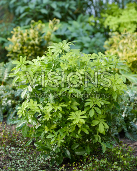 Choisya ternata Sundance