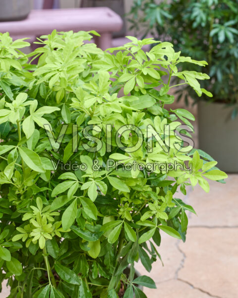 Choisya ternata Sundance Choisya ternata Sundance