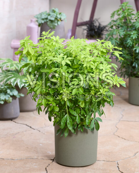 Choisya ternata Sundance