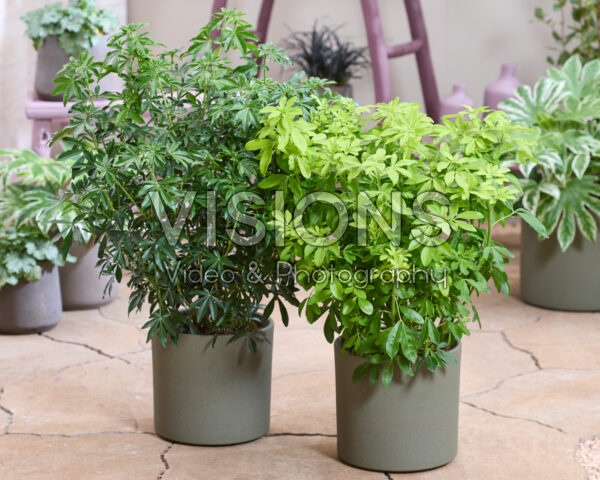 Choisya ternata Sundance, Choisya Greenfingers