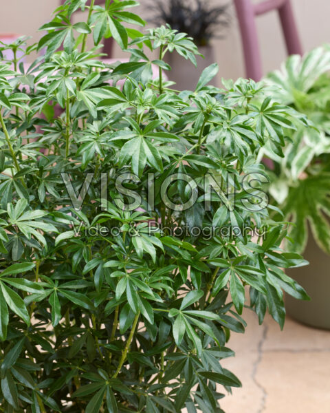 Choisya Greenfingers Choisya Greenfingers