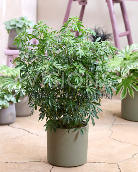 Choisya Greenfingers