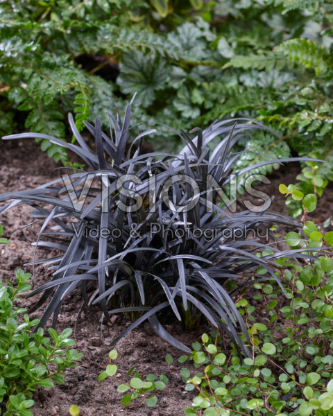 Ophiopogon planiscapus Niger