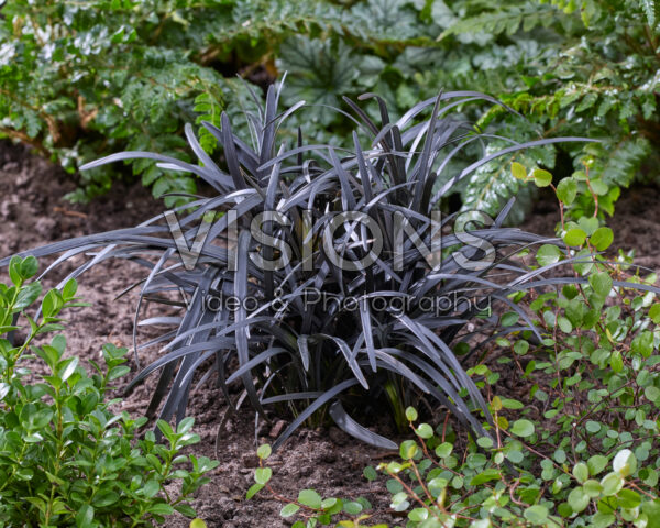 Ophiopogon planiscapus Niger