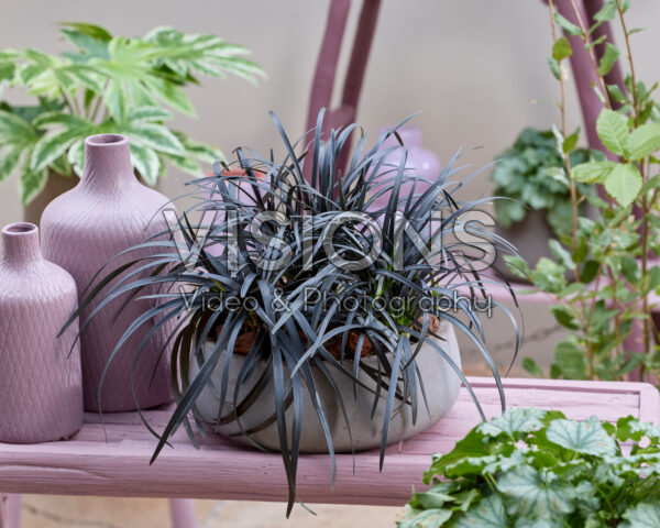 Ophiopogon planiscapus Niger