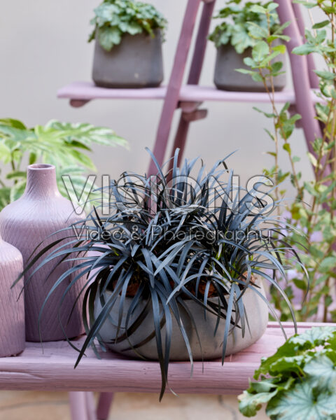 Ophiopogon planiscapus Niger