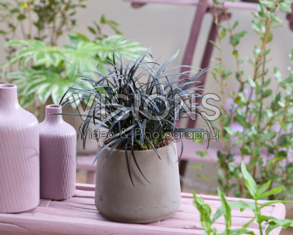 Ophiopogon planiscapus Niger