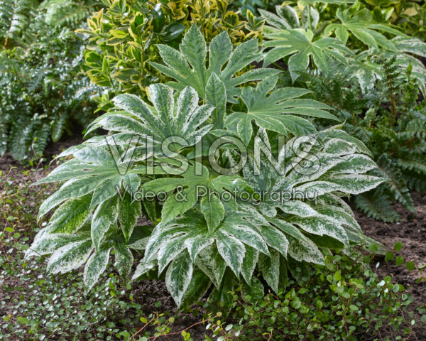 Fatsia japonica Spider's Web