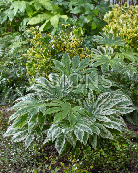Fatsia japonica Spider's Web Fatsia japonica Spider's Web