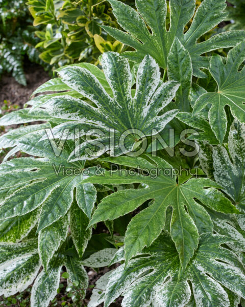 Fatsia japonica Spider's Web