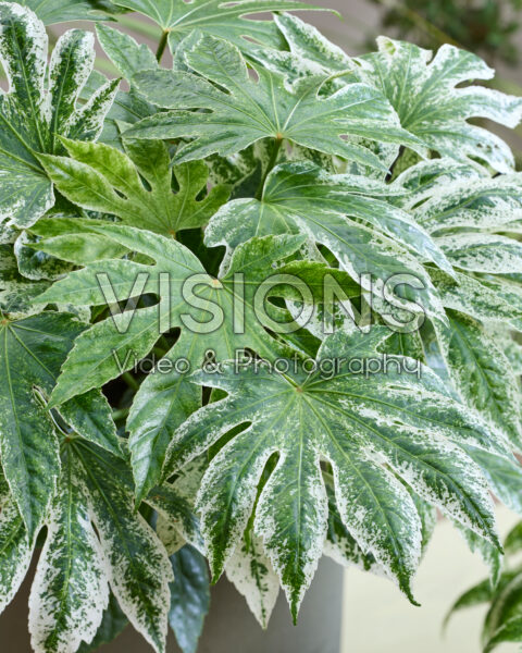 Fatsia japonica Spider's Web