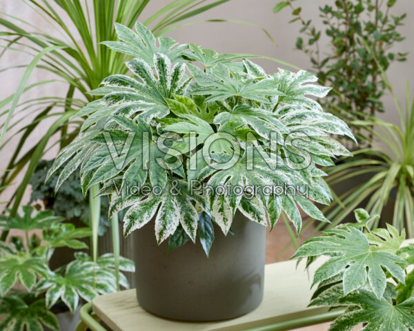 Fatsia japonica Spider's Web