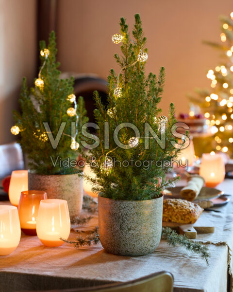 Picea glauca Conica